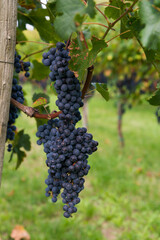 Grapes in the summer vineyard