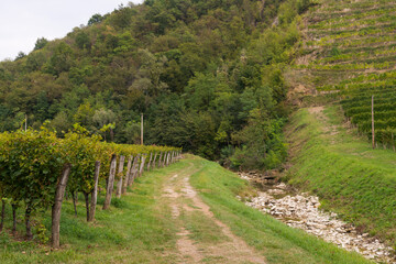 road in the gorizian vineyards