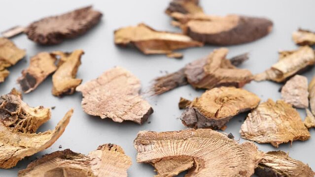 angle pan herb HuZhang or Polygoni Cuspidati Rhizoma et Radix or Giant Knotweed Root