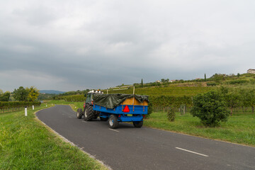 truck carrying grapes in the vineyards
