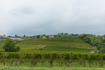 village in the vineyards