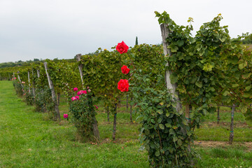 roses in the vineyards