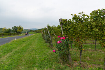 roses in the vineyards