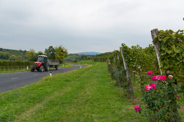 roses in the vineyards