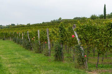 roses in the vineyards