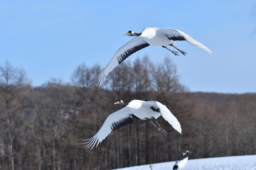 Bird watching, red-crowned crane, in
 winter