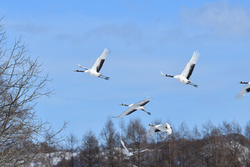 Fototapeta premium Bird watching, red-crowned crane, in winter