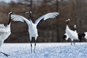 Fototapete bei efototapeten.de bestellen   
