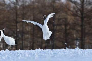 Fototapete bei efototapeten.de bestellen   