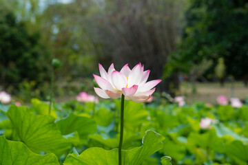 Water lily, Seerose