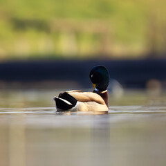 lonely duck