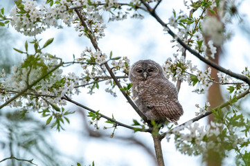 a cute fluffy young baby wild tawny owl sitting in the middle of a blooming cherry blossom tree with flowers around moravia brno czech republic
