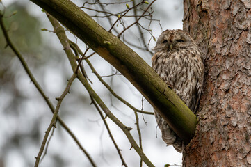 adult gray tawny owl sitting on a branch of a douglas tree pressed against the trunk in Moravia in a forest park in the Czech Republic

