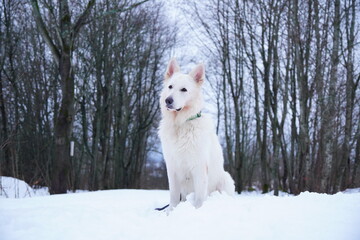 white swiss shepherd portrait snow