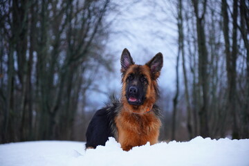 german shepherd dog portrait  in snow