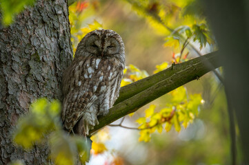 adult gray tawny owl sitting on a branch of a douglas tree pressed against the trunk with nice green blurry background in Moravia in a forest park in the Czech Republic landscape