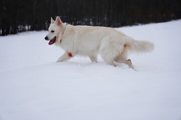 white swiss shepherd portrait snow