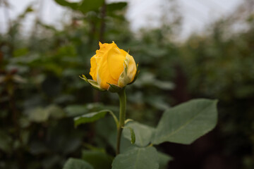 Close up view of a bright yellow rose flower in greenhouse