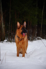 german shepherd dog and white swiss shepherd run winter snow