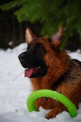 german shepherd dog and white swiss shepherd run winter snow