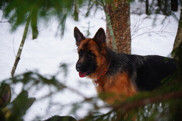 german shepherd dog and white swiss shepherd run winter snow