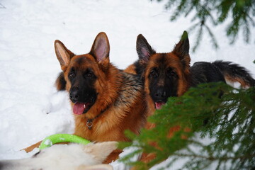 german shepherd dog and white swiss shepherd run winter snow