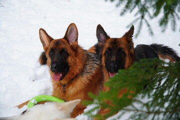 german shepherd dog and white swiss shepherd run winter snow