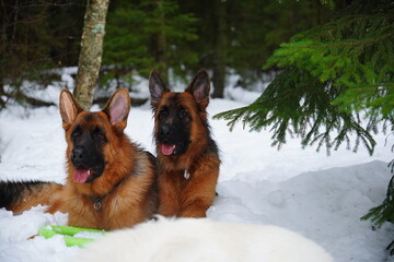 german shepherd dog and white swiss shepherd run winter snow