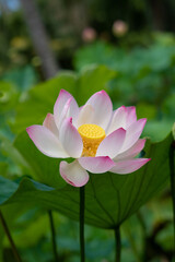 Obraz premium Seerose