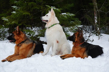 german shepherd dog and white swiss shepherd run winter snow
