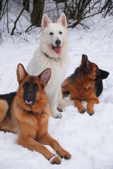 german shepherd dog and white swiss shepherd run winter snow
