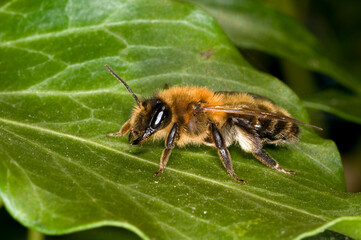 A mining bee, Andrena nitida, at rest on a leaf