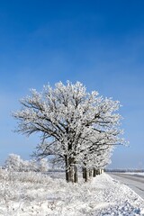 a row of frost covered trees beside a road