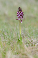 Orchis purpurea purple spike flowering in grass meadow