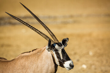 South African Oryx portrait profile in Kgalagadi transfrontier park, South Africa; specie Oryx...