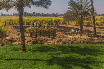 EGYPT - FEB 19, 2019: Workers on a sugar cane field, Egypt