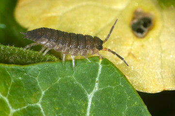 Extreme close up of the common woodlouse (Oniscus asellus) on a leaf