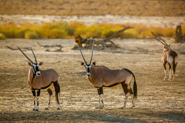 Three South African Oryx standing in dry land in Kgalagadi transfrontier park, South Africa; specie...