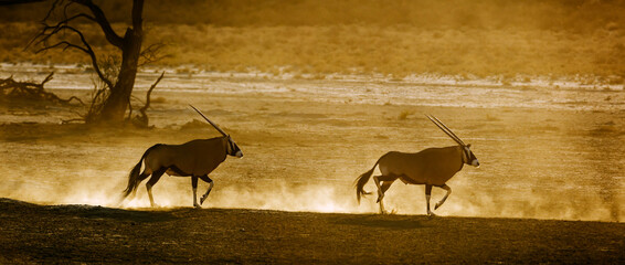Two South African Oryx running in sand dust at dawn in Kgalagadi transfrontier park, South Africa;...
