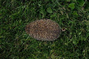 Domestic hedgehog, handmade young hedgehog for a walk © anderus