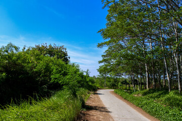 Fototapeta na wymiar A quiet small asphalt road in the middle of a quiet wilderness on a sunny day creates a peaceful atmosphere 