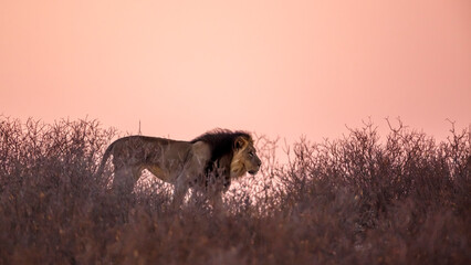 African lion walking on top of dune at dawn in Kgalagadi transfrontier park, South Africa; Specie panthera leo family of felidae