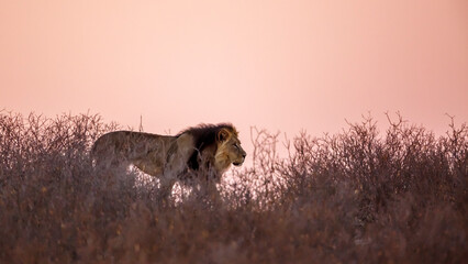 African lion walking on top of dune at dawn in Kgalagadi transfrontier park, South Africa; Specie panthera leo family of felidae