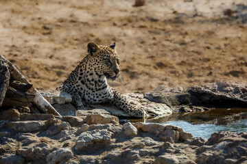Leopard at waterhole in Kgalagadi transfrontier park, South Africa; specie Panthera pardus family of Felidae