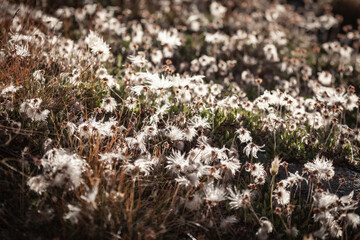 white alpine flower in the high Tauern close to the highest peak in austria, Grossglockner.