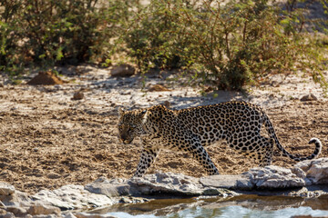 Leopard walking along waterhole in Kgalagadi transfrontier park, South Africa; specie Panthera pardus family of Felidae