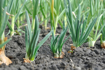 Fototapeta premium close-up of growing green onion in the vegetable garden