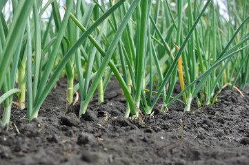 close-up of growing green onion in the vegetable garden