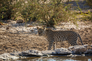 Leopard standing at waterhole in Kgalagadi transfrontier park, South Africa; specie Panthera pardus family of Felidae