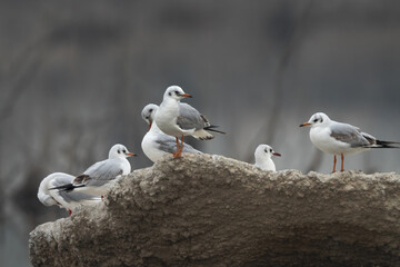 Black-headed gulls on rock at Asker marsh, Bahrain